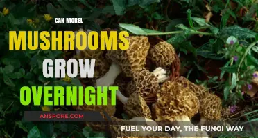 Do Morel Mushrooms Grow Overnight? Unveiling the Truth Behind the Myth