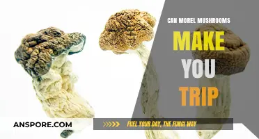 Do Morel Mushrooms Cause Psychedelic Trips? Separating Fact from Fiction