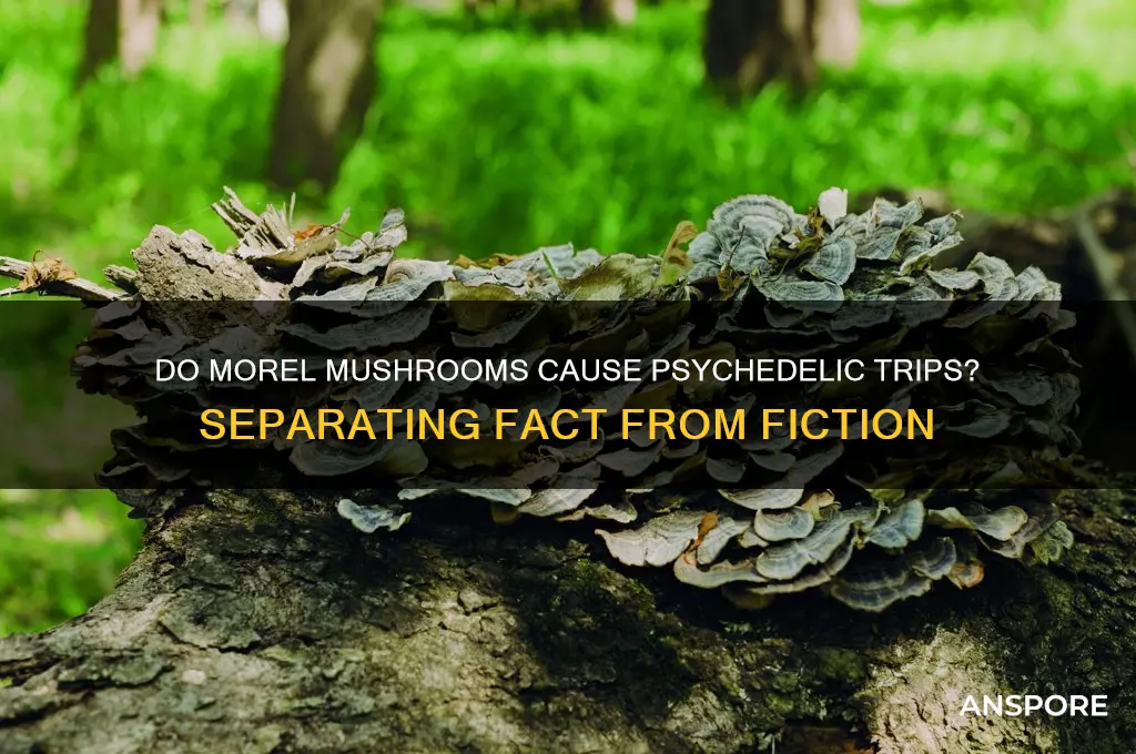 can morel mushrooms make you trip