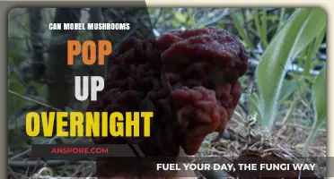 Do Morel Mushrooms Suddenly Appear Overnight? Unveiling the Mystery
