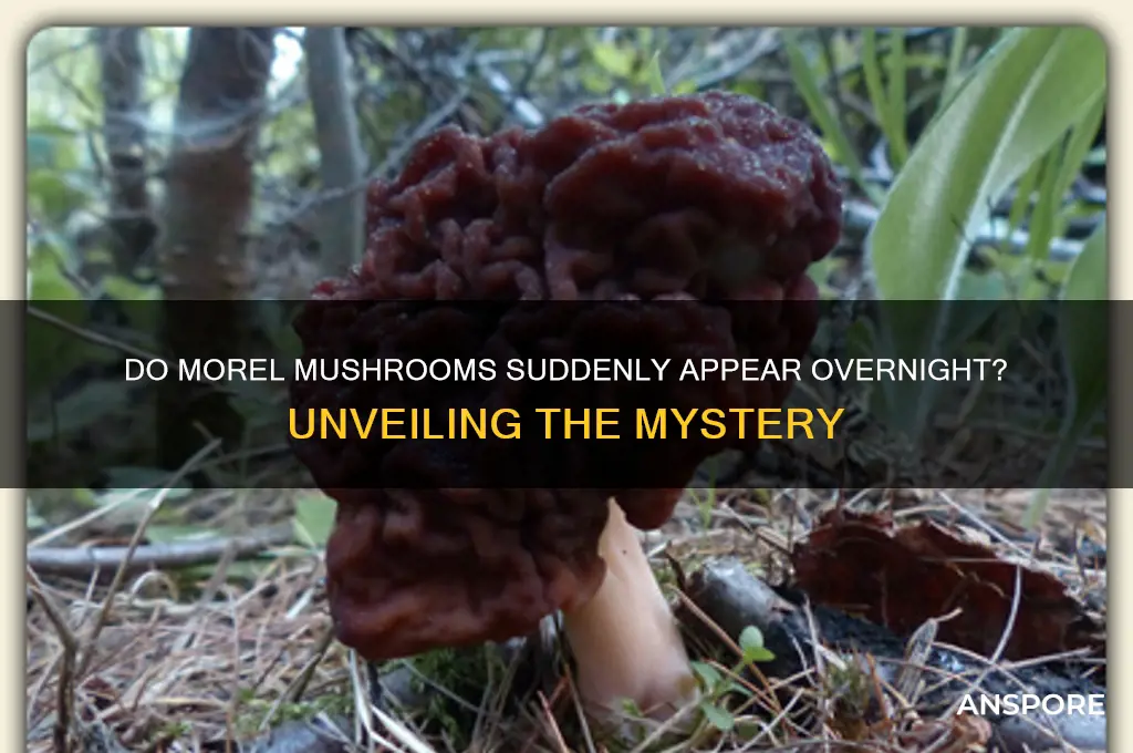 can morel mushrooms pop up overnight