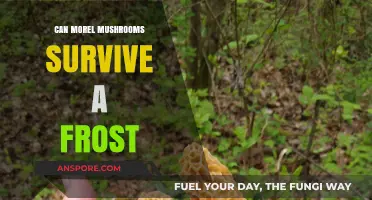 Can Morel Mushrooms Survive Frost? Essential Tips for Foragers