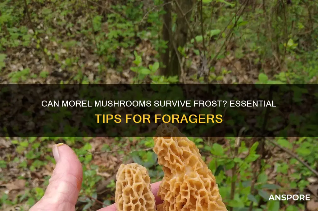 can morel mushrooms survive a frost
