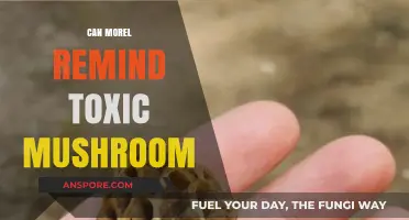 Morel or Toxic: How to Safely Identify Edible Mushrooms