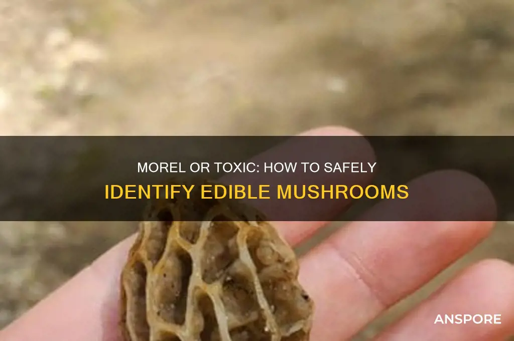 can morel remind toxic mushroom
