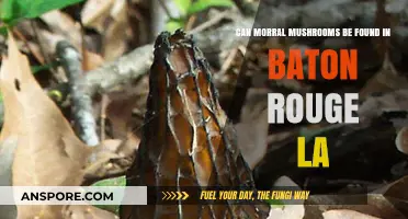 Exploring Baton Rouge: Are Morel Mushrooms Hidden in Louisiana's Capital?