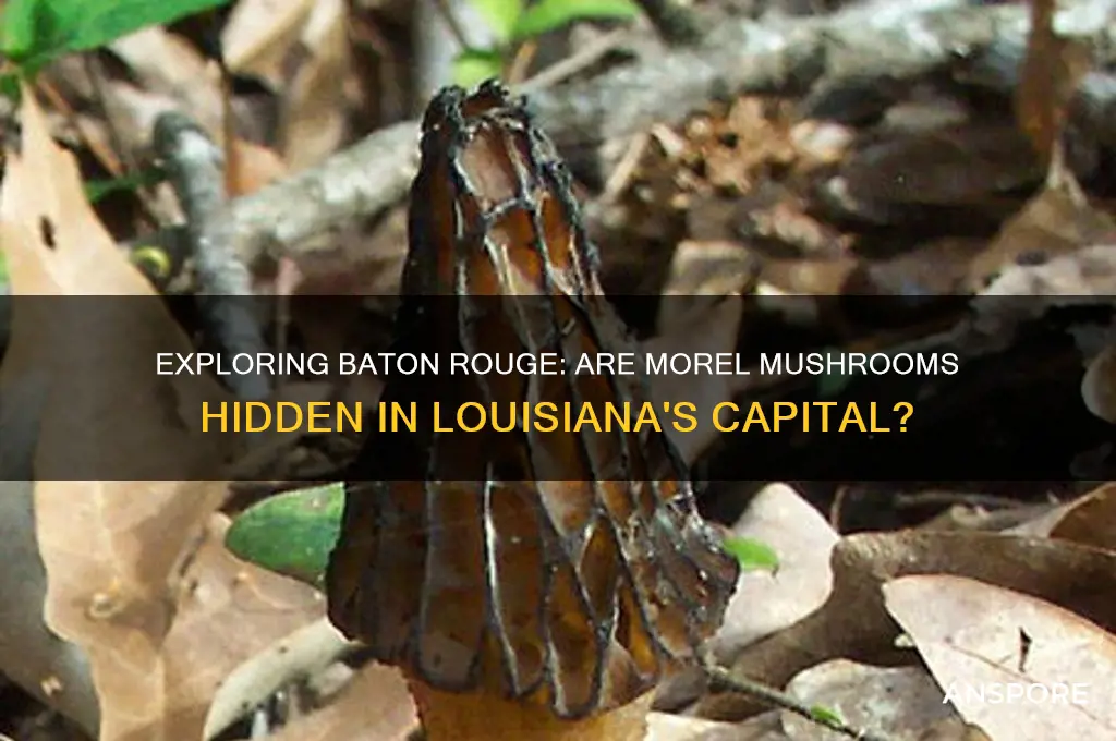 can morral mushrooms be found in baton rouge la