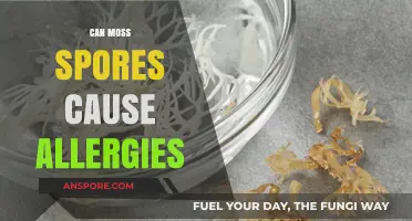 Moss Spores and Allergies: Uncovering the Hidden Triggers in Your Environment