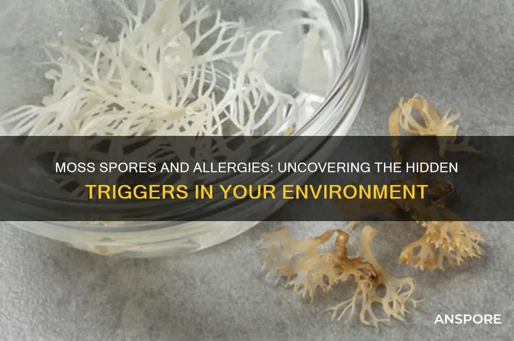 can moss spores cause allergies