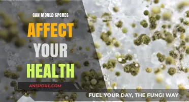 Mould Spores and Health: Uncovering Hidden Risks in Your Home