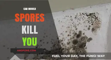 Can Mould Spores Be Deadly? Uncovering the Hidden Risks