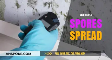 How Mould Spores Spread: Understanding Airborne Risks and Prevention