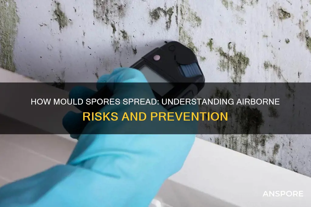 can mould spores spread