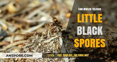 Mulch and Mysterious Spores: Understanding the Tiny Black Particles