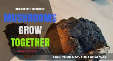 Can Different Mushroom Species Coexist in the Same Growing Environment?