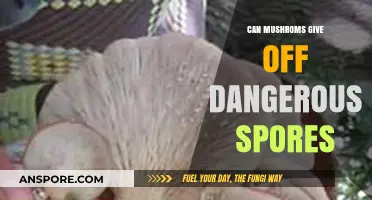 Are Mushroom Spores Harmful? Understanding Potential Risks and Safety Tips