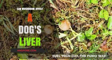 Mushrooms and Canine Liver Health: Risks, Symptoms, and Prevention Tips