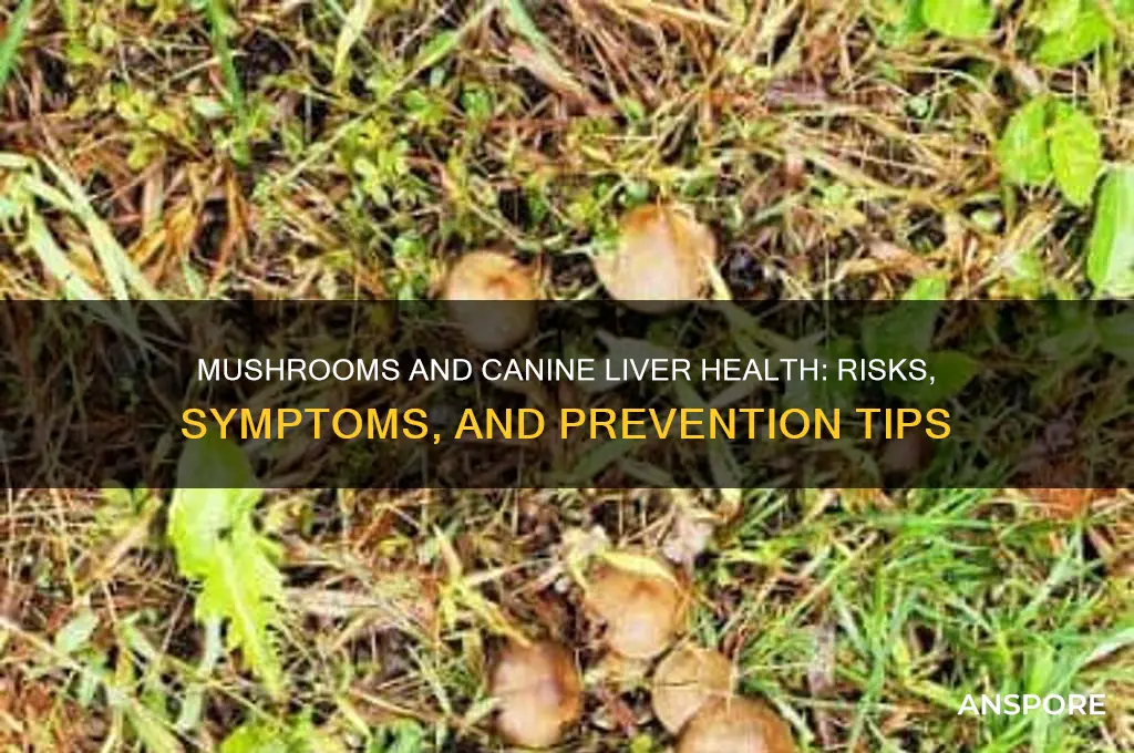 can mushroom affect a dog
