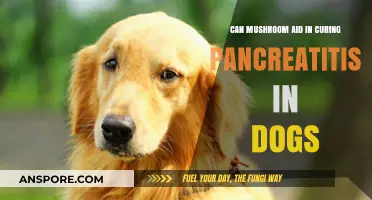 Mushrooms as a Potential Pancreatitis Treatment for Dogs: What's Known?