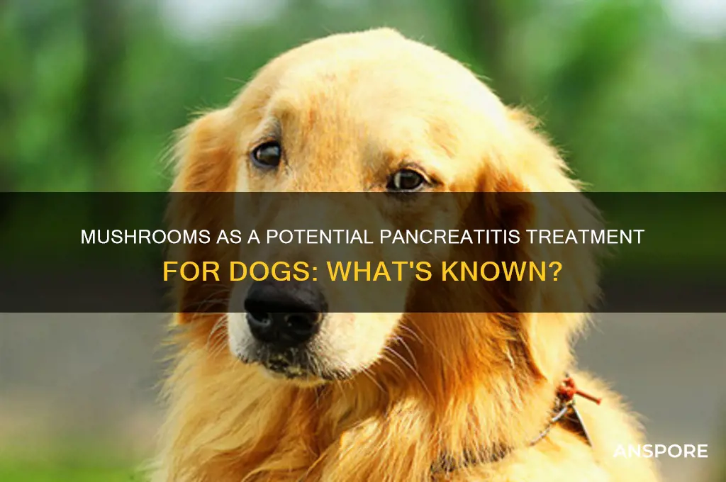 can mushroom aid in curing pancreatitis in dogs