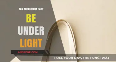 Can Mushroom Bags Thrive Under Light? Essential Growing Tips Revealed