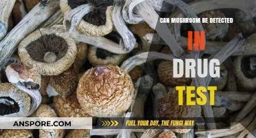 Can Mushrooms Show Up in Standard Drug Tests? The Truth Revealed