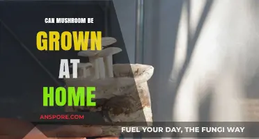 Growing Mushrooms at Home: A Beginner's Guide to Cultivation