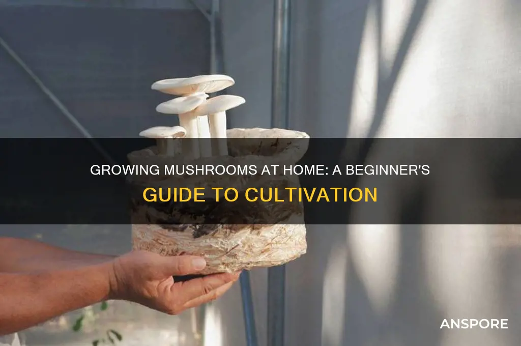 can mushroom be grown at home