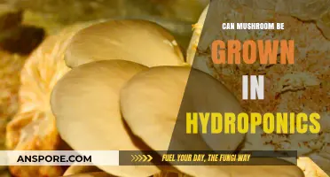 Growing Mushrooms Hydroponically: Innovative Techniques for Indoor Cultivation