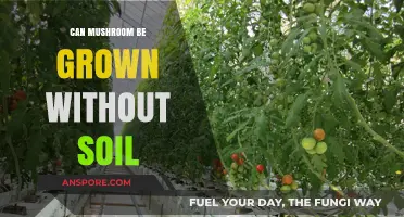Soil-Free Mushroom Cultivation: Techniques for Growing Without Earth