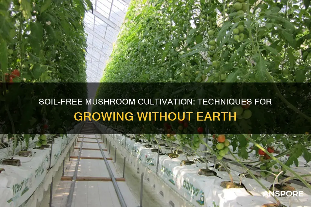 can mushroom be grown without soil