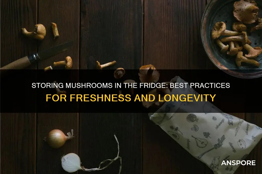 can mushroom be stored in fridge