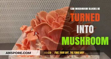 Transforming Mushroom Blocks: Can They Sprout Edible Mushrooms?
