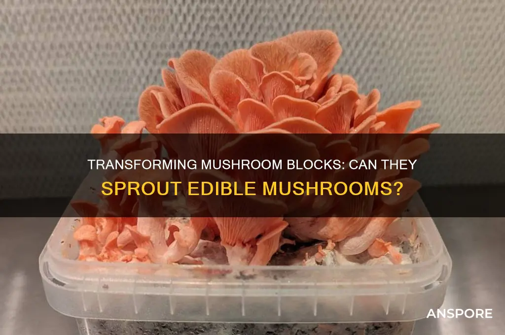 can mushroom blocks be turned into mushrooms