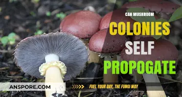 Can Mushroom Colonies Self-Propagate? Exploring Their Unique Survival Strategies