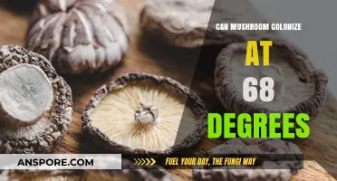 Mushroom Colonization at 68°F: Ideal Conditions for Successful Growth