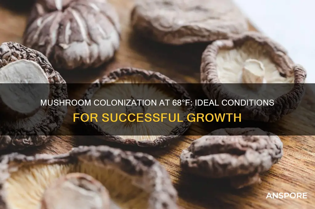can mushroom colonize at 68 degrees
