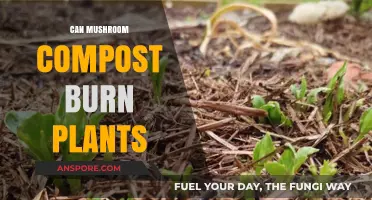 Can Mushroom Compost Burn Plants? Understanding Risks and Best Practices