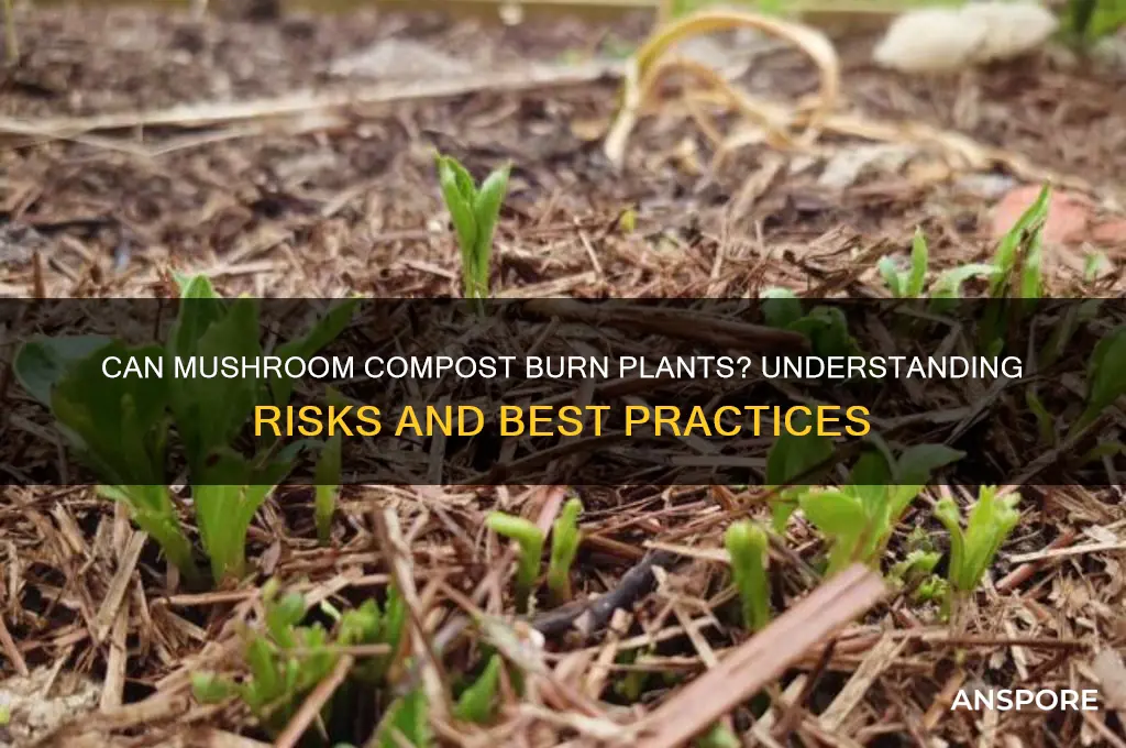 can mushroom compost burn plants