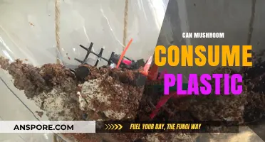 Mushrooms Eating Plastic: Nature's Solution to Pollution?