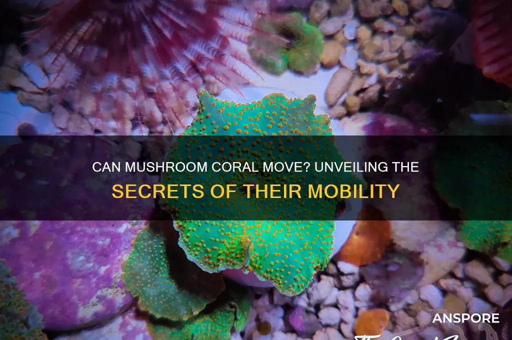 can mushroom coral move