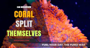 Mushroom Coral Self-Division: Can They Split Themselves in Reefs?