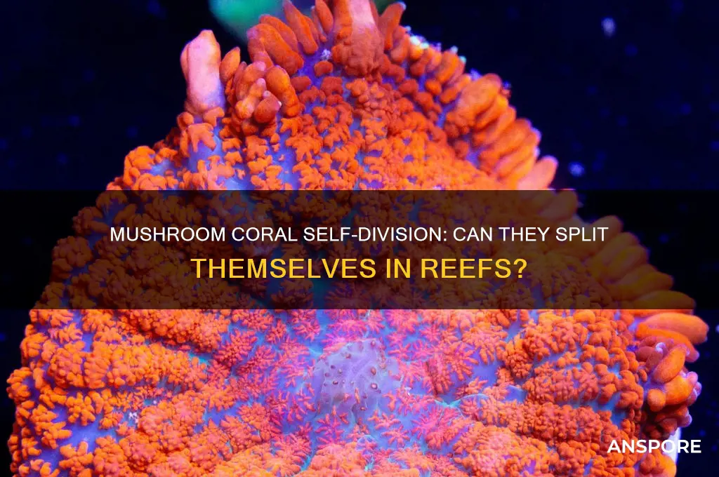 can mushroom coral split themselves