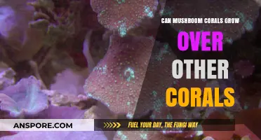 Mushroom Corals: Can They Overgrow Other Coral Species?