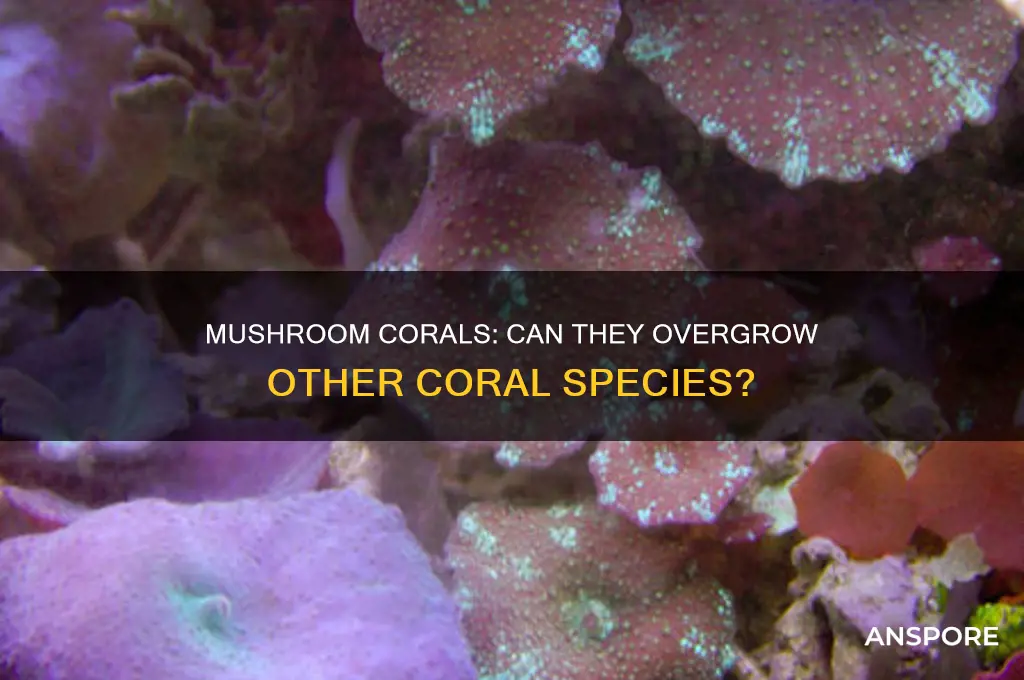 can mushroom corals grow over other corals