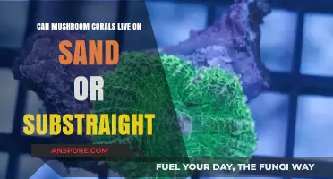 Mushroom Corals: Sand or Substrate? Ideal Habitat Explained