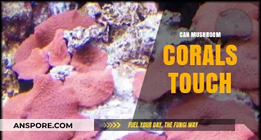 Can Mushroom Corals Touch? Exploring Their Unique Interactions and Behavior