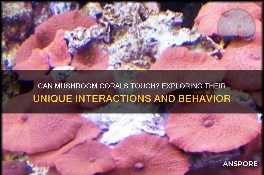 can mushroom corals touch