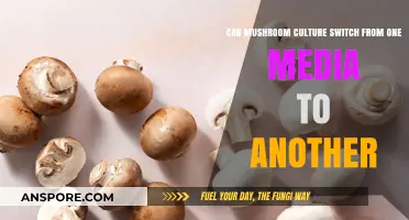 Exploring Mushroom Culture Adaptability: Can Substrates Be Successfully Switched?