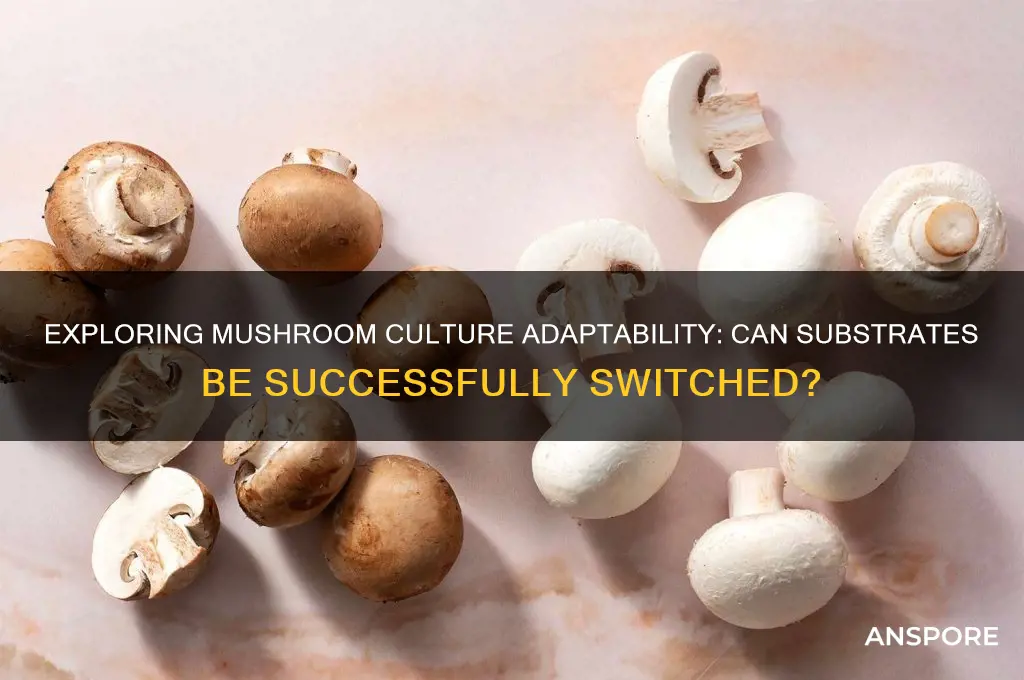can mushroom culture switch from one media to another